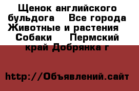 Щенок английского бульдога  - Все города Животные и растения » Собаки   . Пермский край,Добрянка г.